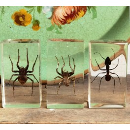 1-3 - Insekter i akrylplade [Taxidermy] PR. STK