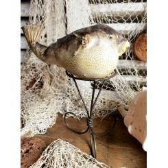 Kuglefisk 'udstoppet' [22cm] 