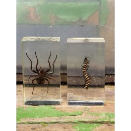 Insekter i akrylplade 1-5 [Taxidermy] PR. STK