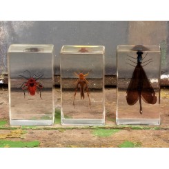 Insekter i akrylplade 11-15 [Taxidermy] PR. STK