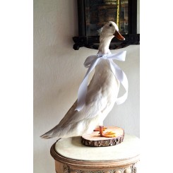Hvid And [H53cm] Udstoppet Taxidermy