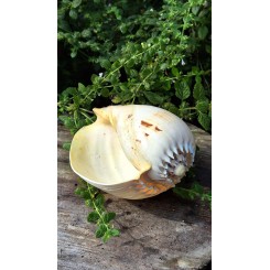 Stor Konlylie [21cm] Strandskal