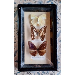 Gammelt Billede Kikkasse SOMMERFUGLE [25x15x2,5cm] Taxidermy