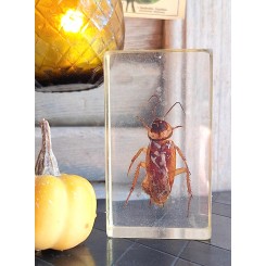 Gammelt Insekt i akryl [Taxidermy]