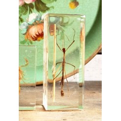 Insekt i akrylplade [Taxidermy] Vandrende pind