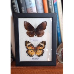 Sommerfugle billede - 2 stk - Taxidermy [25x14x2cm] 