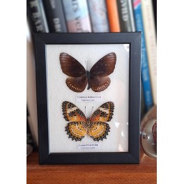 Sommerfugle billede - 2 stk - Taxidermy [25x14x2cm] 