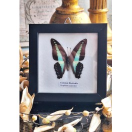 Sommerfugle billede Taxidermy [12,5x12,5cm] 'Common Bluebottle'