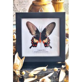 Sommerfugle billede Taxidermy [12,5x12,5cm] 'Common Rose'