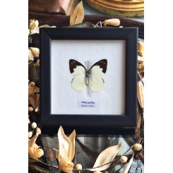 Sommerfugle billede Taxidermy [12,5x12,5cm] 'Plain Puffin'