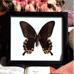 Sommerfugle billede Taxidermy [20x18cm] 'Red Peacock Swallowtail'