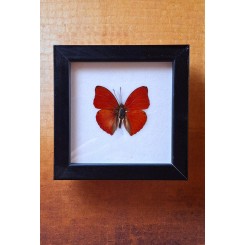 Sommerfugle billede Taxidermy [12,5x12,5cm] 'Red Glider'