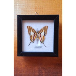Sommerfugle billede Taxidermy [12,5x12,5cm] 'Spot Swordtail'