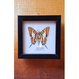 Sommerfugle billede Taxidermy [12,5x12,5cm] 'Spot Swordtail'